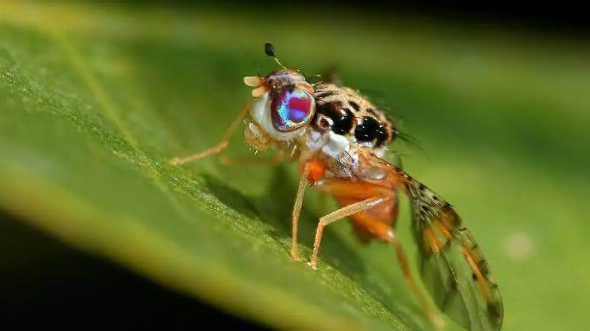 Mosca del Mediterráneo